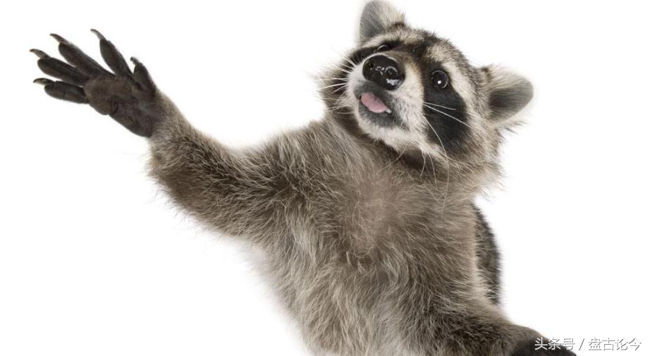 美国出现僵尸浣熊因温热病而起，而历史上的僵尸事件诱因都差不多