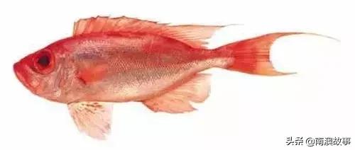 潮汕海鲜大全带图片,十大最好海鲜鱼