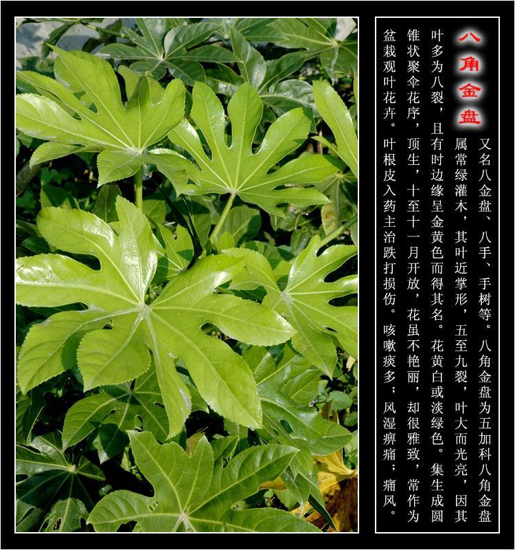 我想要的不过是你明目张胆的偏爱,我想要的不过是你英文歌