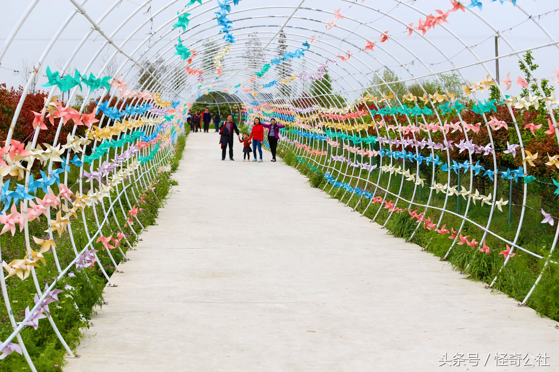 宜昌市夷陵区同心花海,2020宜昌赏花同心花海