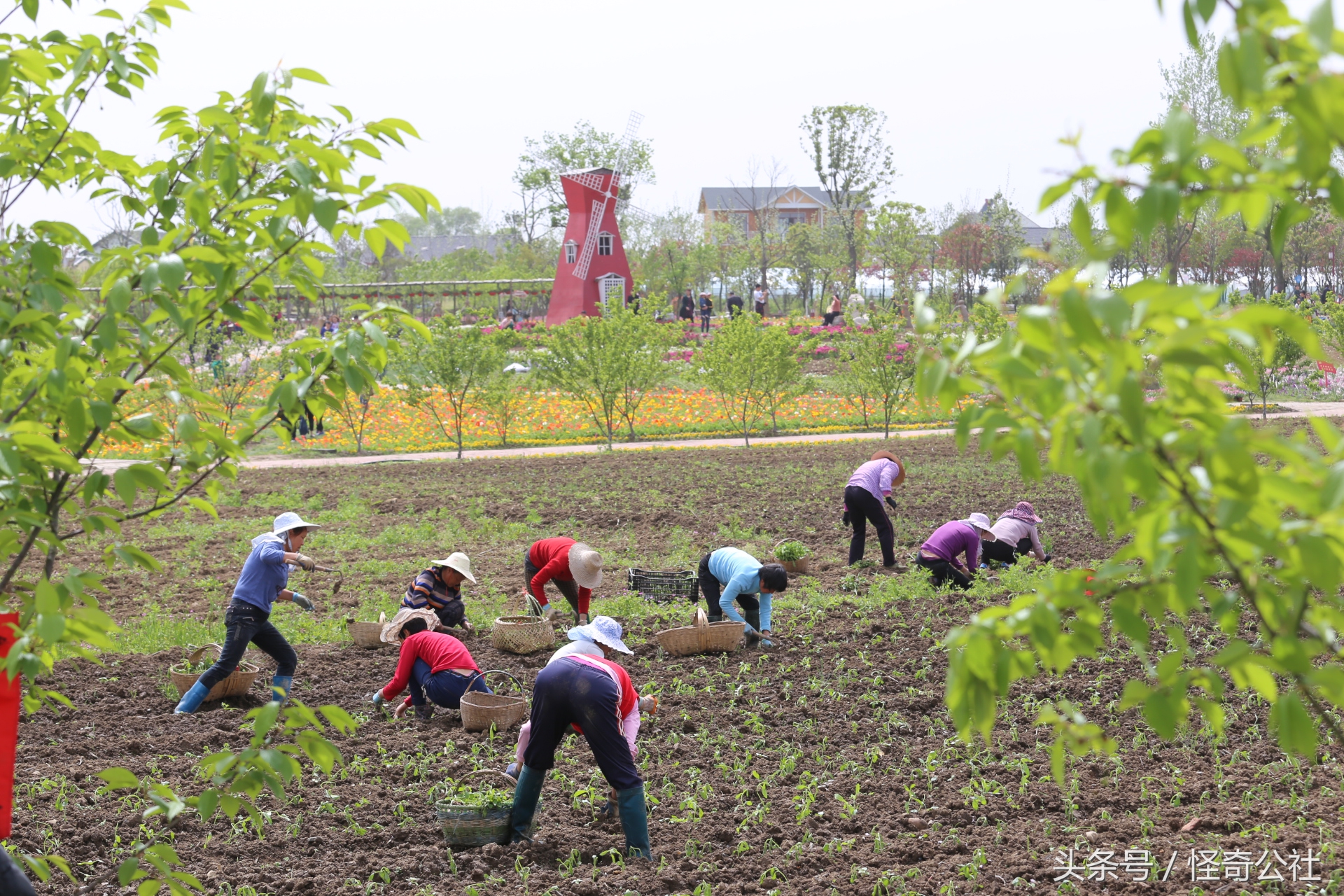 宜昌市夷陵区同心花海,2020宜昌赏花同心花海