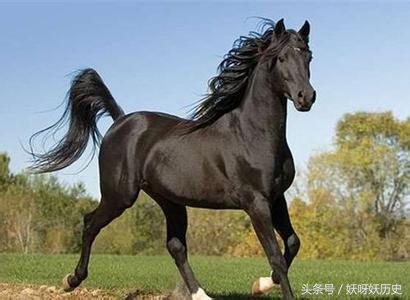 汗血宝马在古代,汗血宝马是大宛马吗