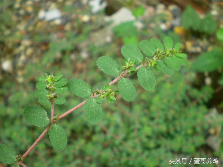 鸡群肠炎怎么治疗,鸡拉血痢疾是什么病