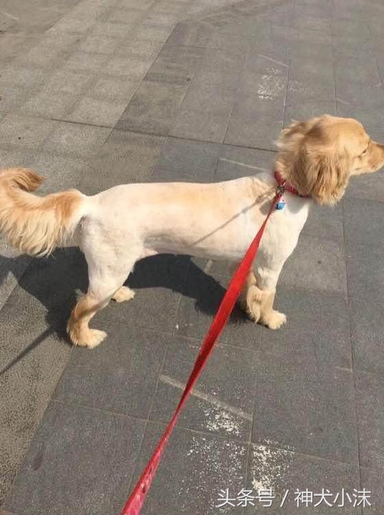 金毛犬与村里的中华田园犬,中华田园犬金毛犬被咬