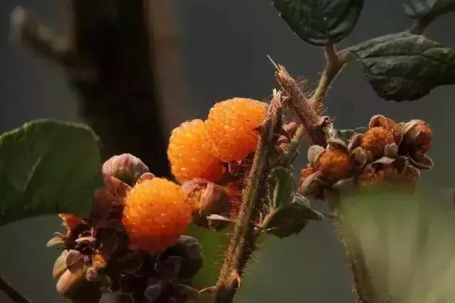 鏅幢鍚冭姃鏋滅殑瀛h妭,鏅幢鍚冭姳瀛h妭