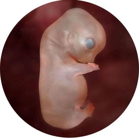 9周停止发育人工流产需要住院吗,胚胎停止发育两个星期能人流吗