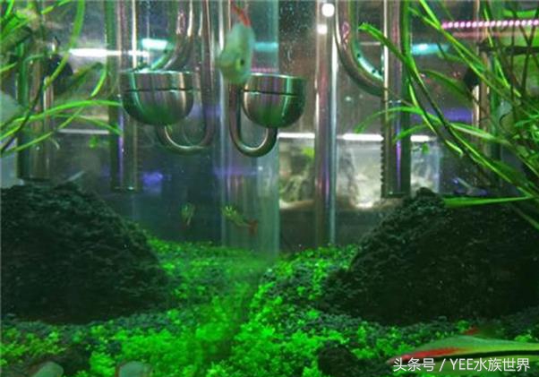 矮珍珠入缸怎么不长,矮珍珠根部烂了怎么办