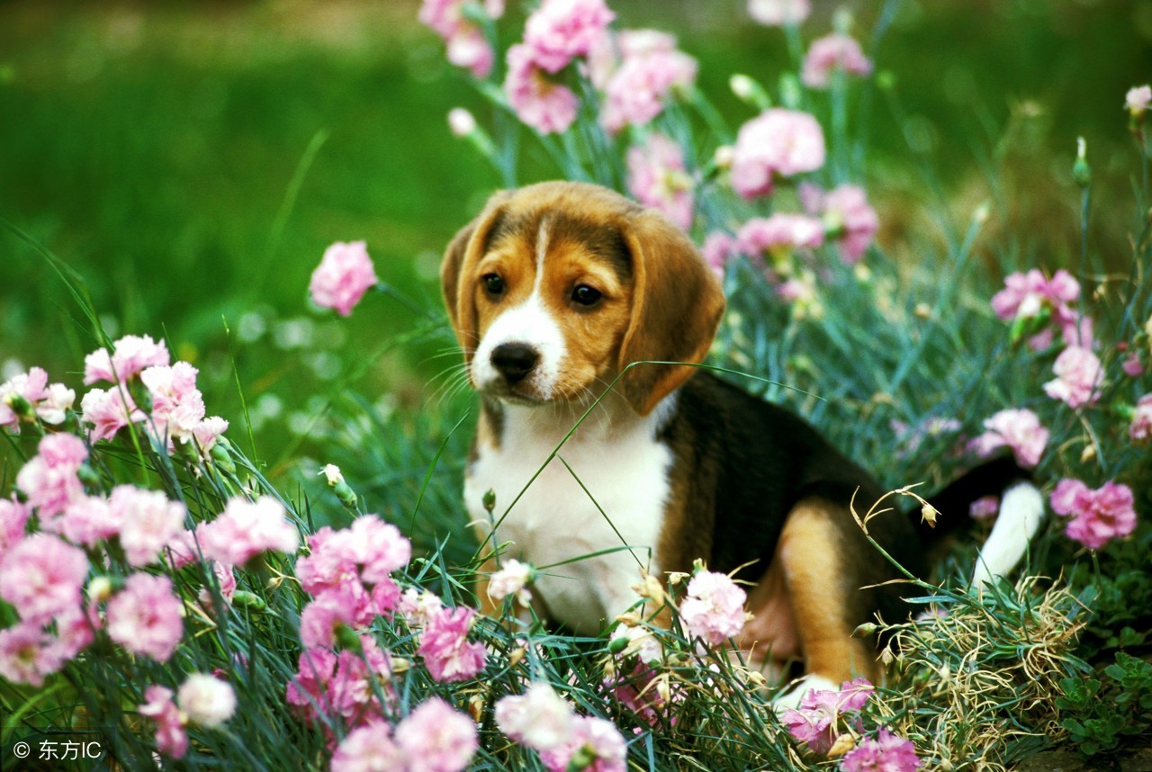 属狗遇谁最好运,属狗带来好运头像