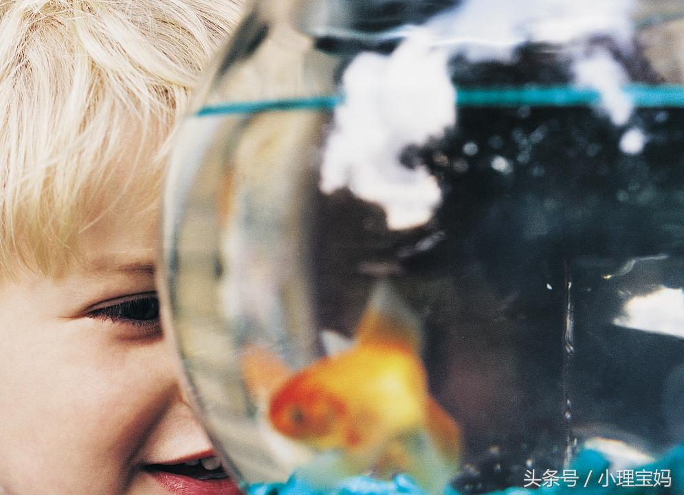 婴儿怕金鱼,7个月宝宝为啥怕金鱼
