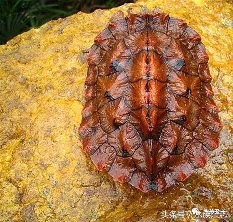 鱼缸里的龟,鱼缸里面的龟晒台