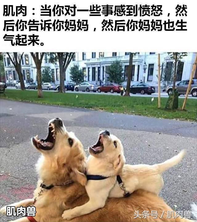 肌肉冷幽默：为什么脑域开发999%的威力这么强？