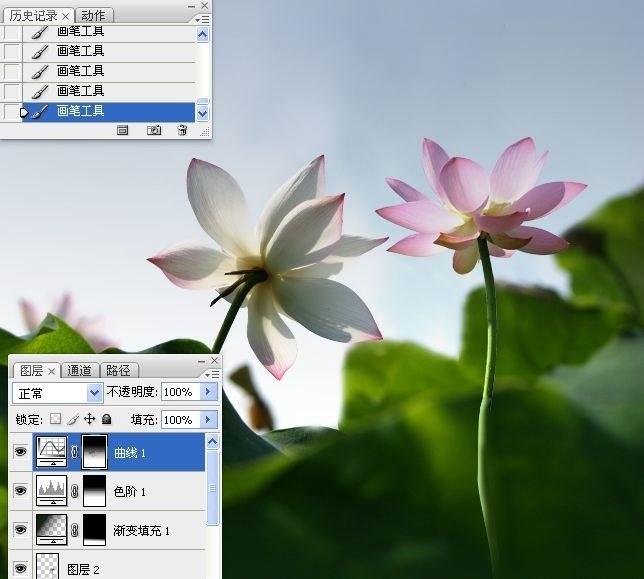 拍荷花用ps做成水墨画方法,ps怎样将拍的荷花p得漂亮免费教程
