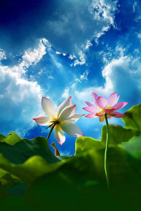 拍荷花用ps做成水墨画方法,ps怎样将拍的荷花p得漂亮免费教程