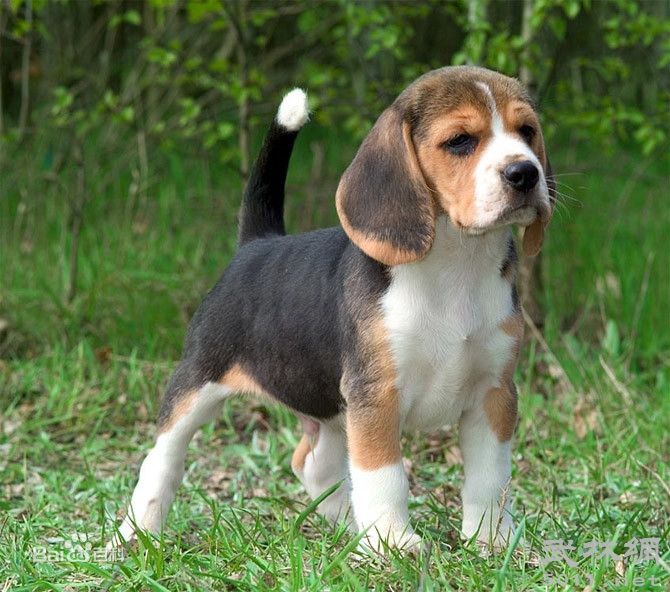 养比格挣钱吗,比格狗狗好养吗