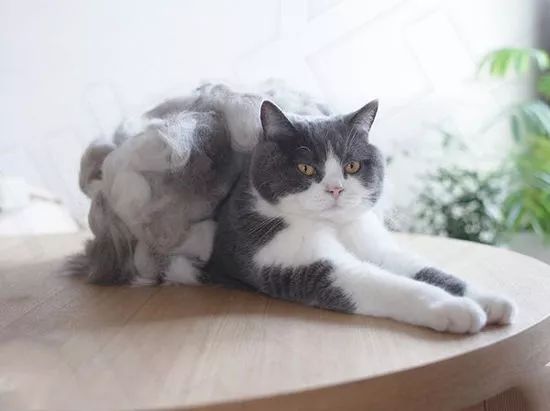 猫头秃了一块毛是怎么回事,为什么猫一直掉毛还不秃