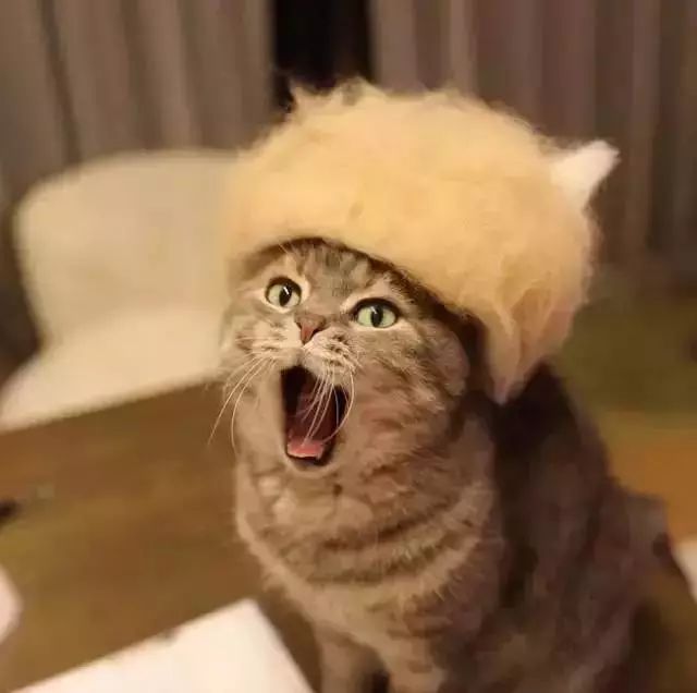 养猫铲屎官注意事项,铲屎官爱猫的三种境界