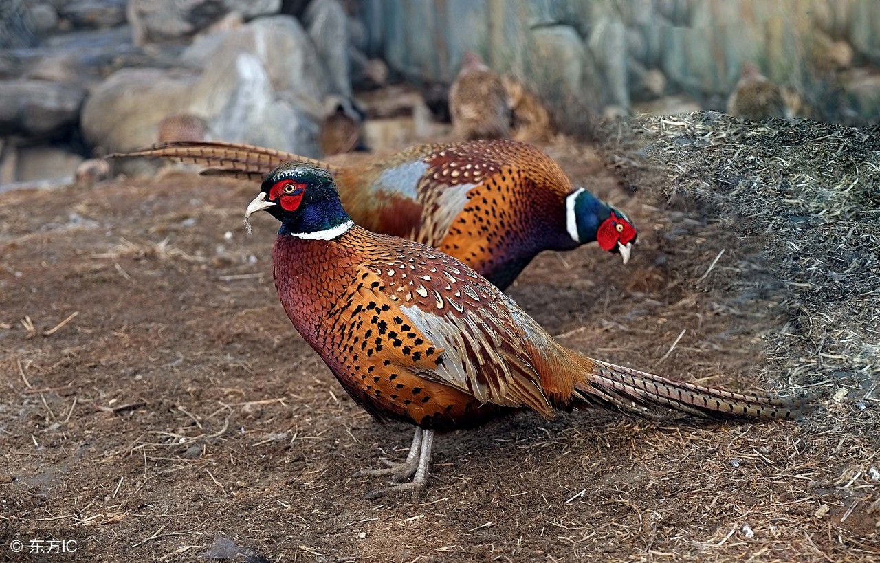 3到4天的山鸡怎么养,山鸡饲养技术大全视频观看