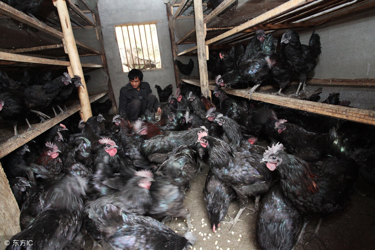 乌骨鸡和五黑鸡哪个贵,乌鸡与五黑鸡哪个营养价值高