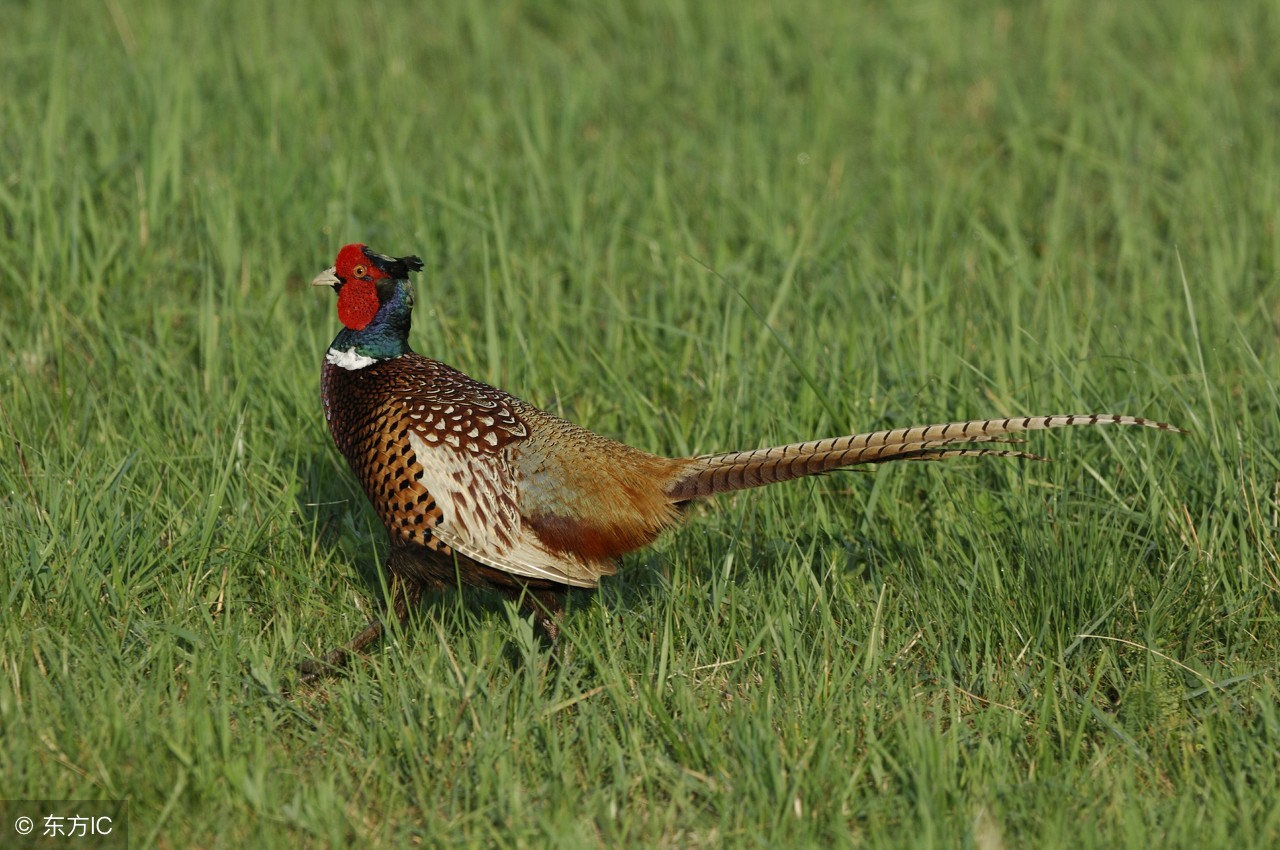 养1000只山鸡要多少成本,为什么养土鸡不赚钱
