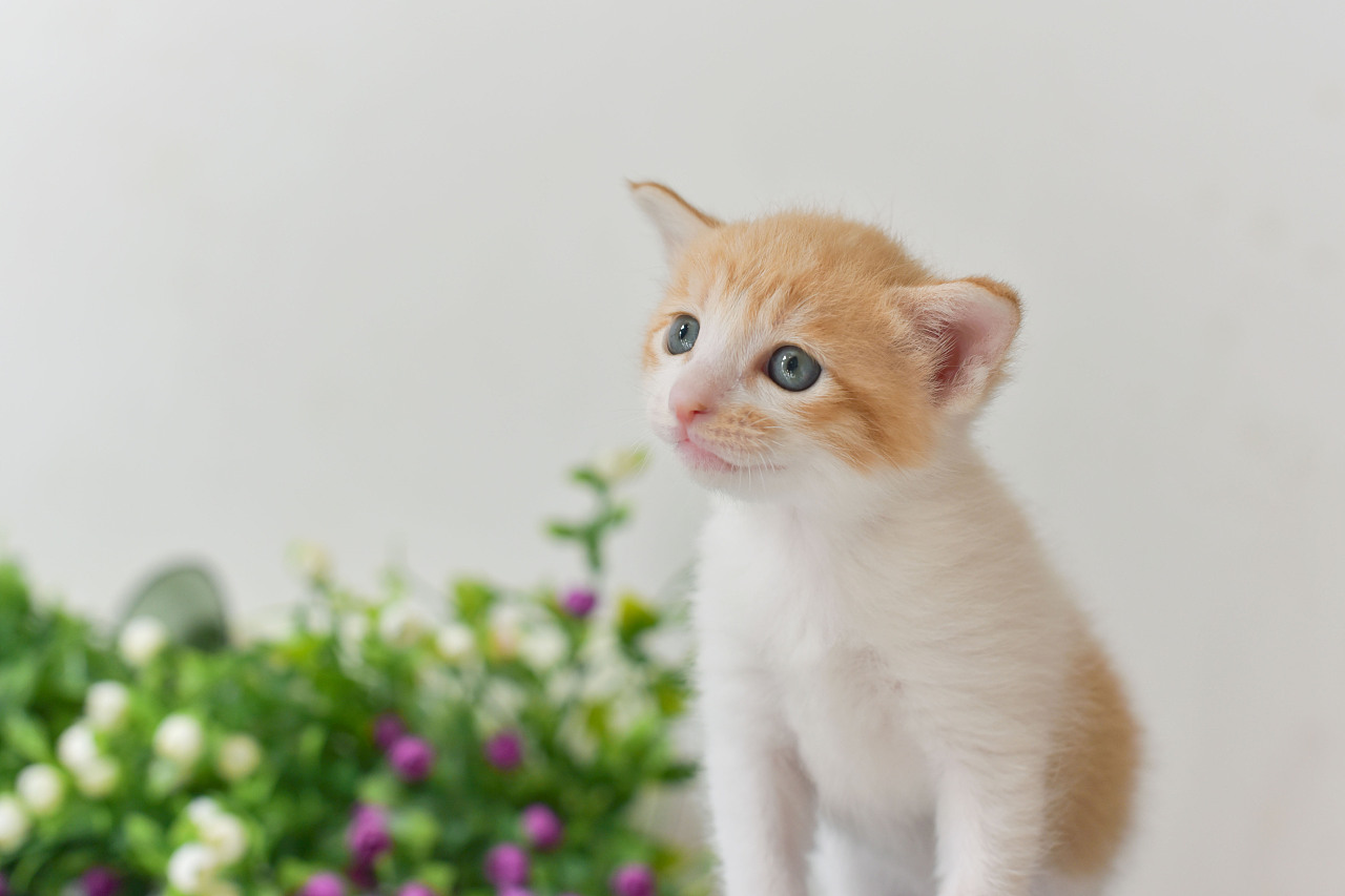 小奶猫死而复生，主人很不解，网友玩笑称：它的第二条命开启了