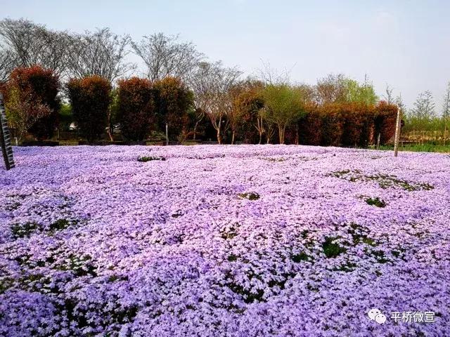 平桥美丽乡村,平桥区漂亮乡村
