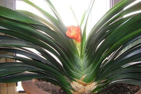 君子兰夹箭只需一招就能解决,君子兰花箭抽出2公分还算夹箭吗