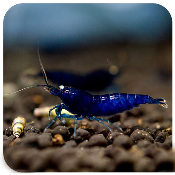 观赏虾和鱼,鱼观赏虾