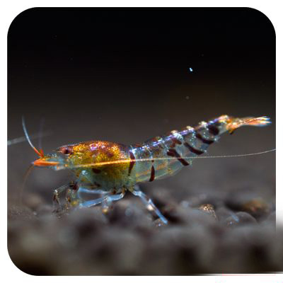 观赏虾和鱼,蓝色的观赏虾