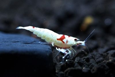 养观赏虾的缸养什么鱼,观赏虾和观赏鱼哪个好养一些