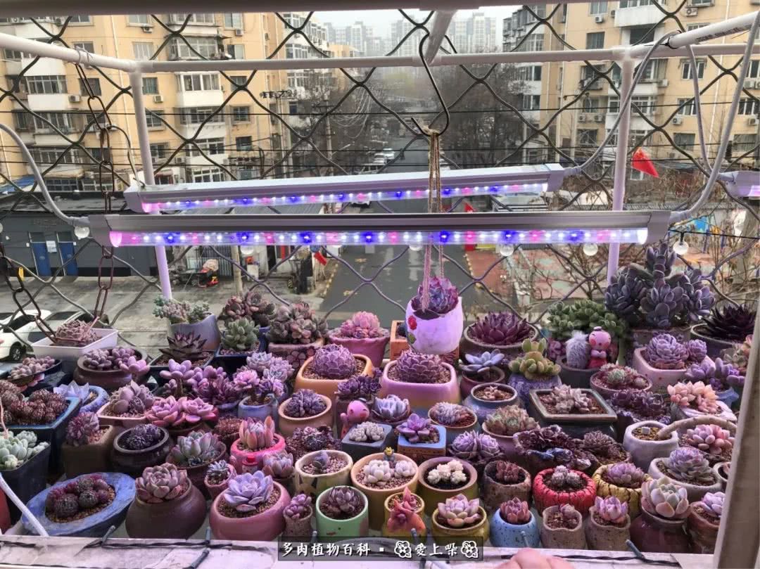 没阳光的多肉也如此迷人,不需要很多阳光的多肉