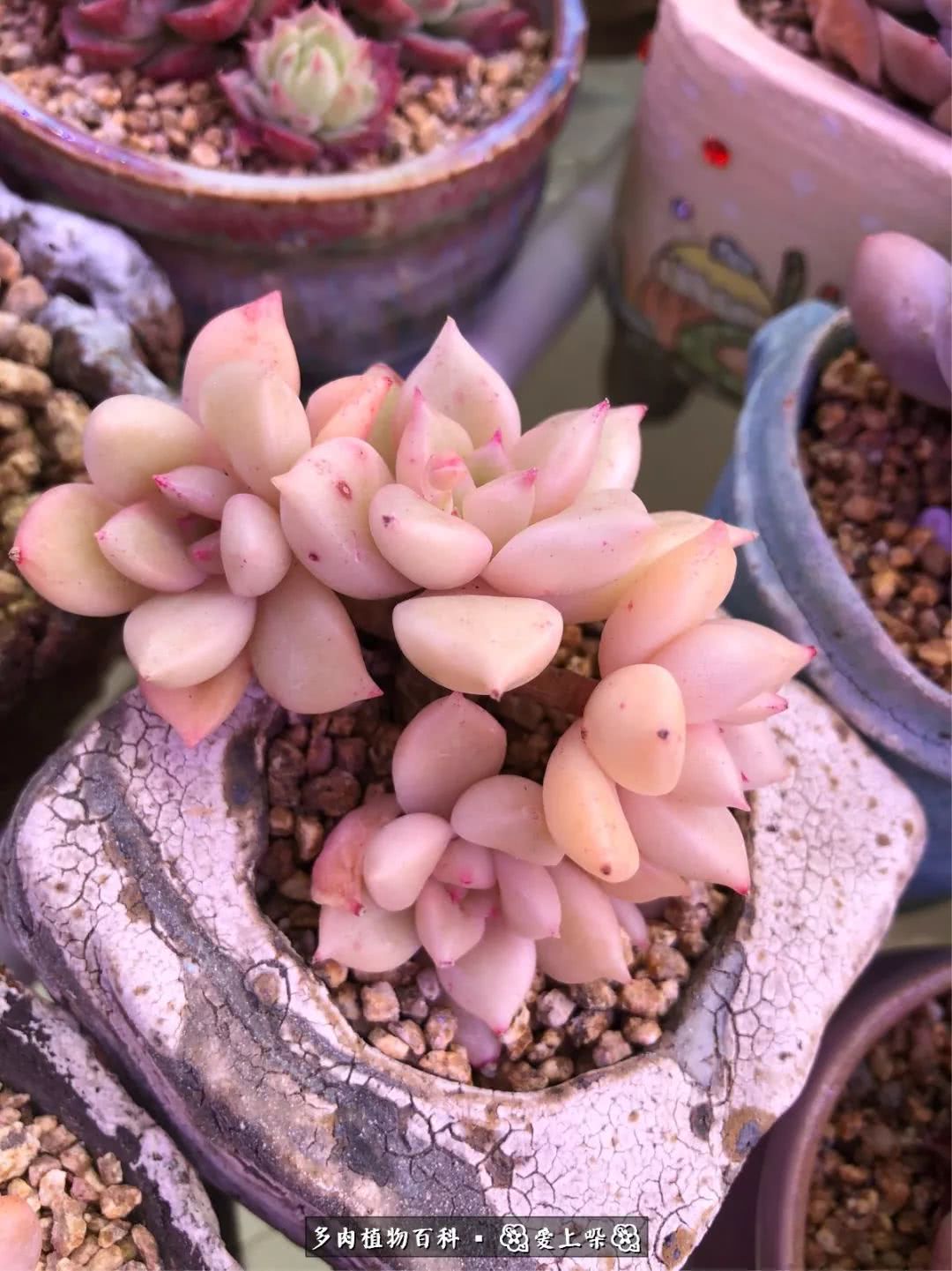 没阳光的多肉也如此迷人,不需要很多阳光的多肉