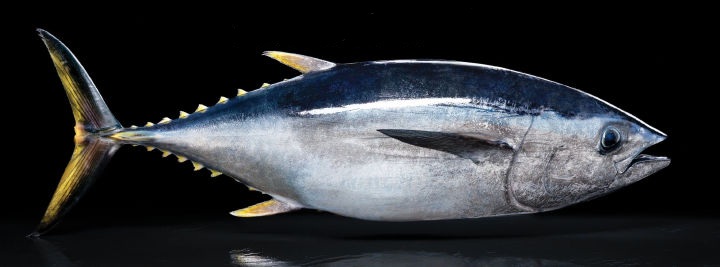 日式料理四种鱼,日本料理一般有哪些鱼