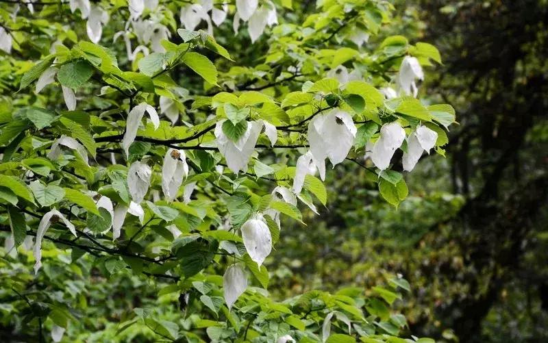 成都周边洗肺好去处,成都周边私藏的8个洗肺胜地