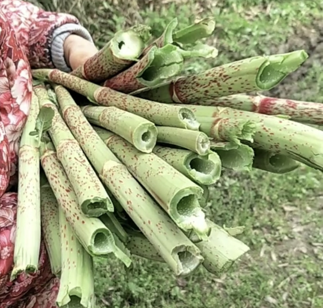 虎杖酸苷,传统甜杆儿时的美食