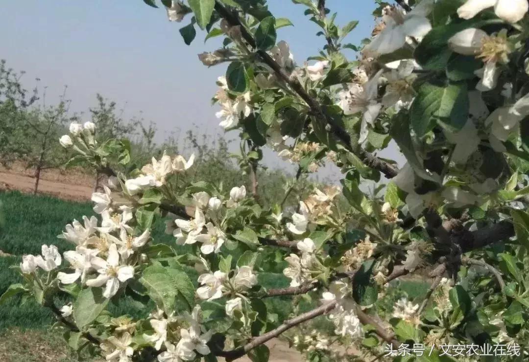 吴老三果树冻害后恢复的修剪技术,果树冻害以后的措施