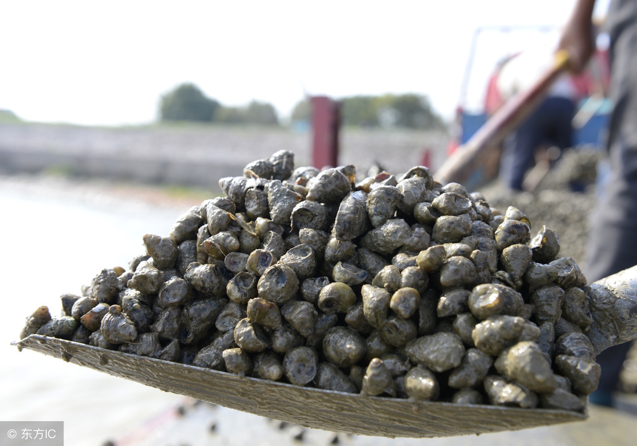 用什么钓昂刺鱼最好,钓昂刺鱼高手