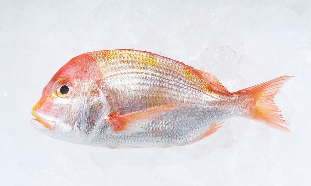 日式料理四种鱼,日本料理一般有哪些鱼