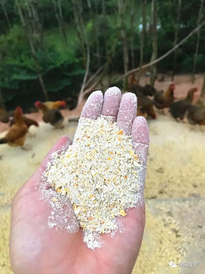 退伍军人养鸡创业致富,90后农村小哥辞职回乡创业养鸡