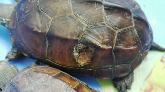水龟腐甲如何干养,龟腐甲病最有效方法