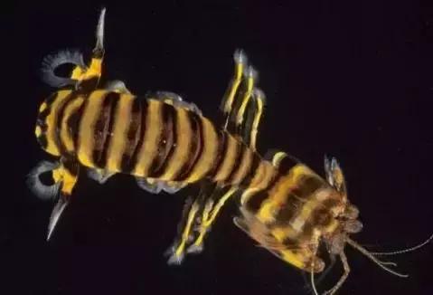 被奉为神明合集,bbc神级纪录片life第02集