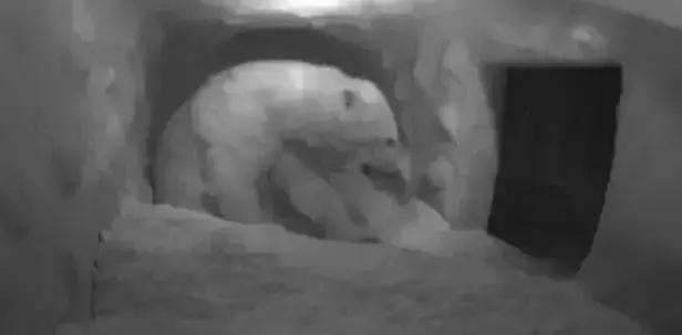 被奉为神明合集,bbc神级纪录片life第02集