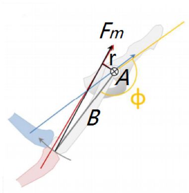猴子爬树是为什么,猴子爬树为什么那么轻松