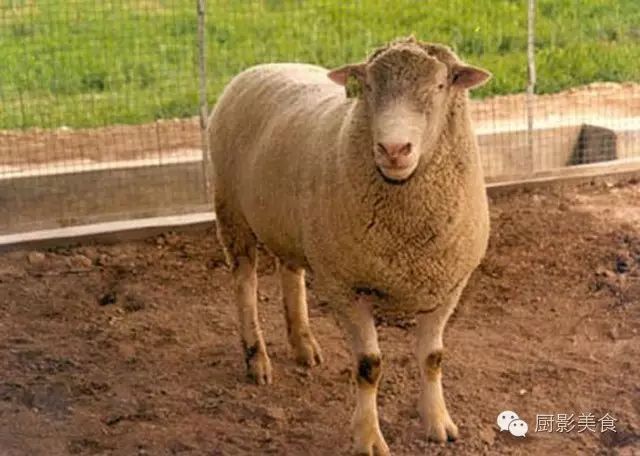 爱吃羊肉,爱吃串,那就看看这60种不同品种的羊长什么样子吧!