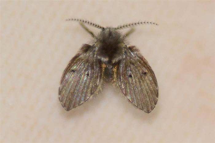 家里有小飞虫是家里太脏了么,家里有小飞虫需要害怕吗