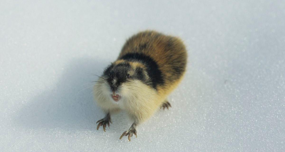 旅鼠自杀的真相是这样的，我们都被语文课本骗了