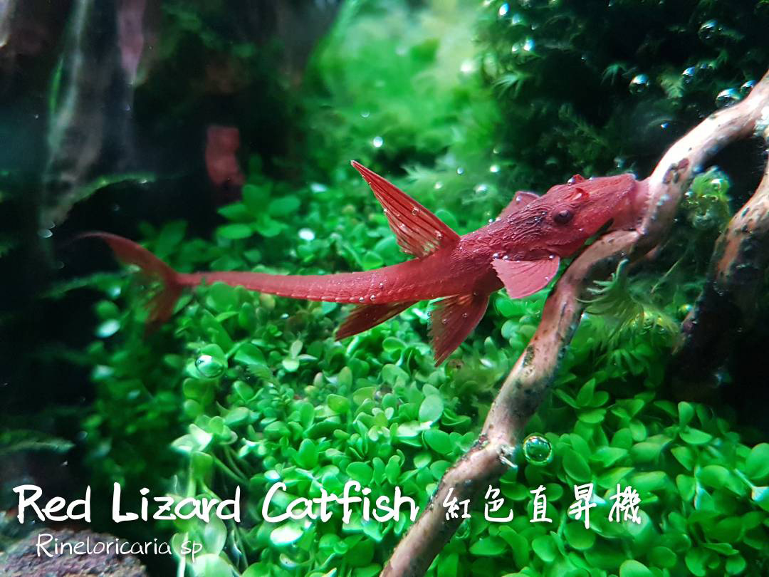 各种小型热带鱼图片大全及名字,41种热带鱼