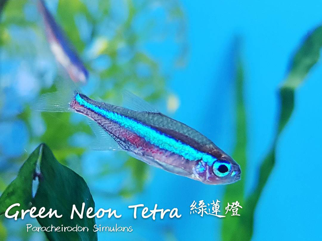 观赏鱼热带鱼品种,热带鱼品种太多认不清