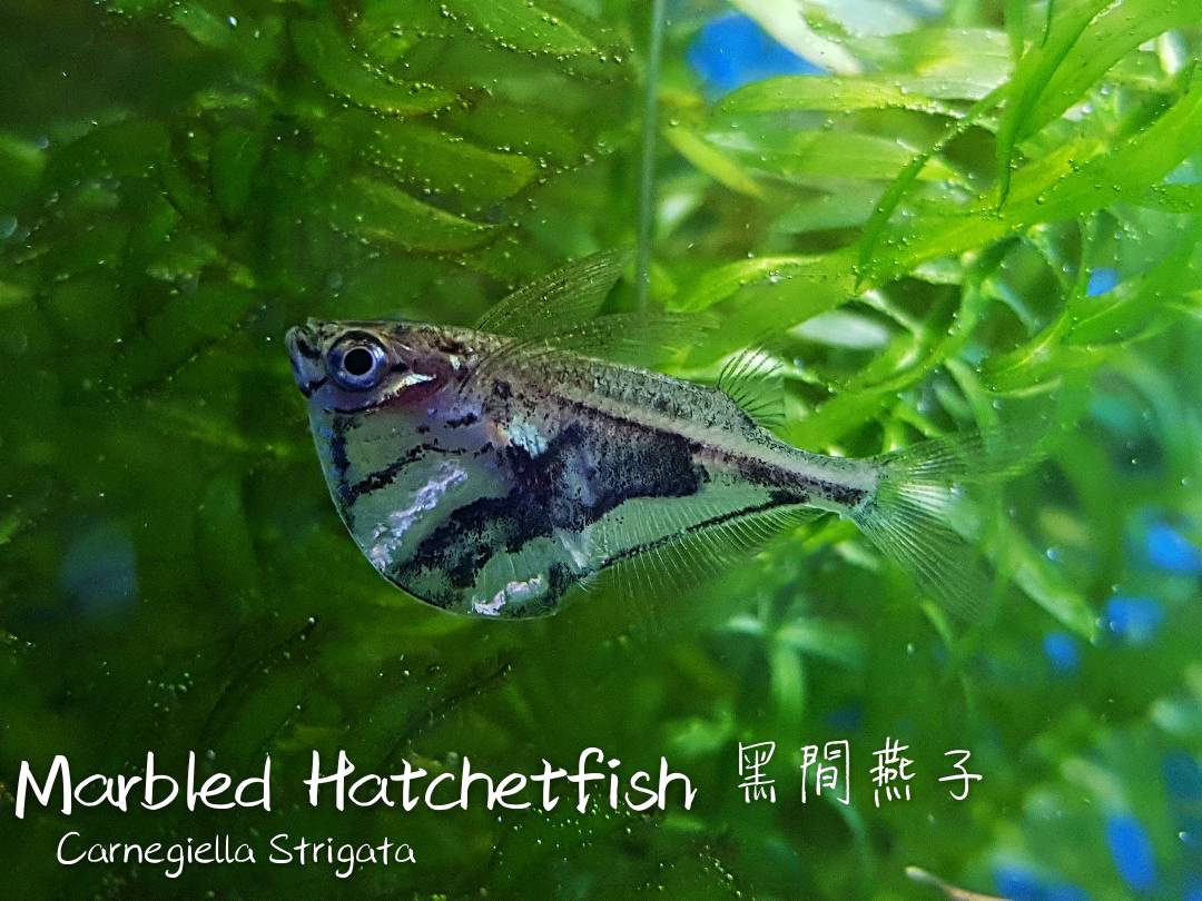 各种小型热带鱼图片大全及名字,41种热带鱼