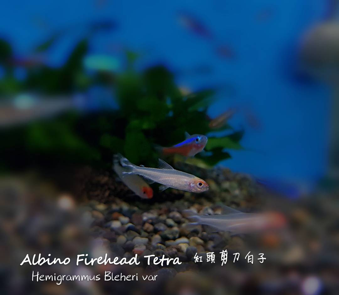 观赏鱼热带鱼品种,热带鱼品种太多认不清