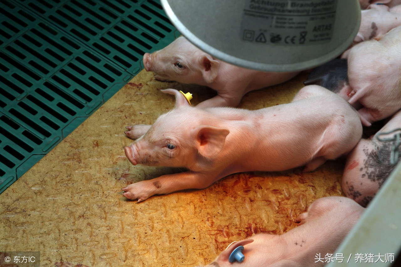 仔猪腹泻的原因及治疗方法,仔猪腹泻防治现状